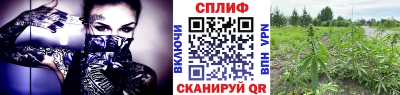 блэк спрут рабочий сайт Лесной Шишки марихуана конопля